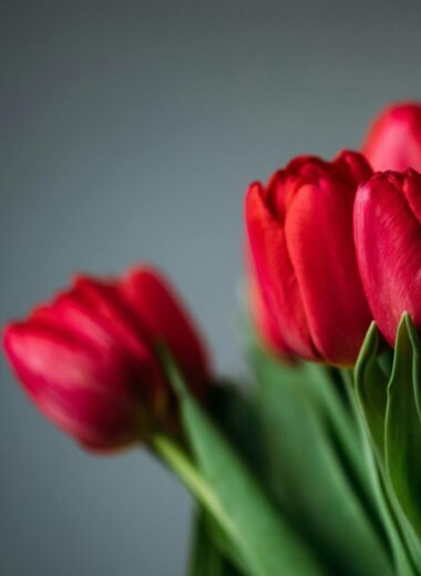 Close-up of vibrant red tulips in full bloom, showcasing their vivid colors and natural beauty.
